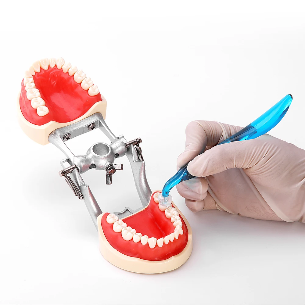 Dental Orthodontic Posterior T - 3D Printing Orthodontics บทวิจารณ์และราคา